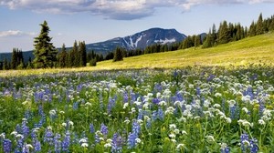 meadow, flowers, mountains, slope