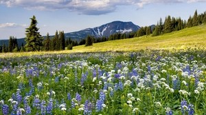 äng, blommor, berg, sluttning