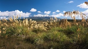 meadow, field, grass, sedge, stems