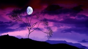 luna, noche, cielo, lila, árbol, arbusto, ramas, contornos