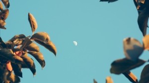 the moon, dawn, branches, the sky, blur