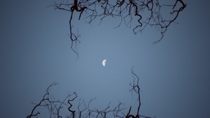månen, grenar, bottenvy, natt, himmel