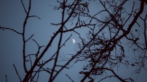 la luna, ramas, puesta de sol, árbol, cielo