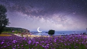 moon, starry sky, photoshop, beach, Milky Way, flowers