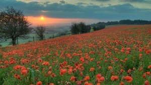 poppies, flowers, field, evening, sunset