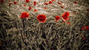 amapolas, campo, rojo, mazorcas de maíz, flores