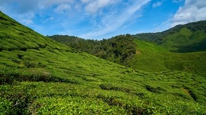 Malesia, piantagioni di tè, cielo