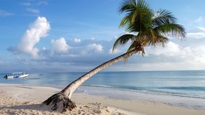 马尔代夫，热带地区，海滩，棕榈