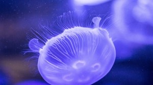 jellyfish, underwater world, close up