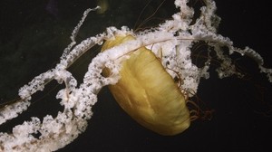 jellyfish, underwater world, swim, white and water - wallpapers, picture