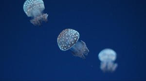 jellyfish, underwater world, spots
