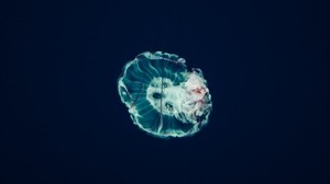 jellyfish, underwater world, tentacles, ocean - wallpapers, picture