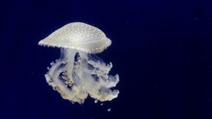 jellyfish, tentacles, underwater world