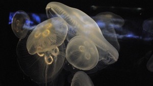 jellyfish, underwater world, deep sea, close up view