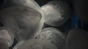 jellyfish, underwater world, sea, ocean - wallpapers, picture