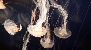 jellyfish, underwater world, tentacles, swimming - wallpapers, picture