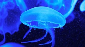 jellyfish, tentacles, blue sea water, underwater world