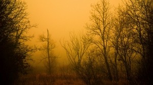 haze, fog, forest, trees, bare, autumn, orange