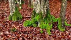 musgo, árboles, hojas, raíces, otoño, octubre - wallpapers, picture