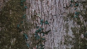 moss, tree, bark, surface
