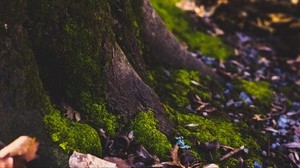 moss, tree, trunk, foliage, autumn