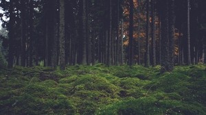 moss, trees, forest - wallpapers, picture