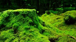 moss, grass, stump, forest - wallpapers, picture
