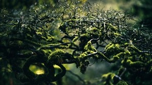 moss, branches, drops