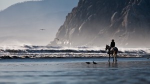 sea, coast, horse, rider, birds - wallpapers, picture