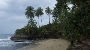 海洋，海岸，棕榈树，风景
