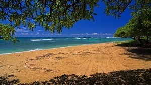 sea, coast, sand, traces, tree, branches, shadow