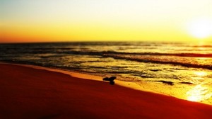 sea, beach, bird, sunset, waves - wallpapers, picture