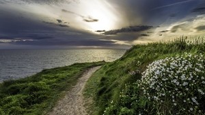 sea, grass, evening, flowers - wallpapers, picture