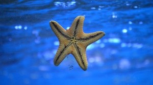 estrella de mar, mundo submarino, nadar