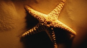 stelle marine, ombre, luce, sabbia