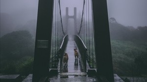 the bridge, fog, dogs, cloudy