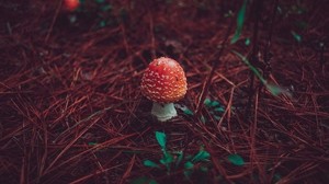 fly agaric, mushroom, grass, autumn - wallpapers, picture