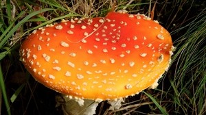 fly agaric, mushrooms, poisonous, speckles, red - wallpapers, picture