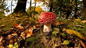 fly agaric, grass, autumn, mushroom - wallpapers, picture