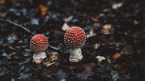 fly agarics, mushrooms, autumn, forest, foliage, blur
