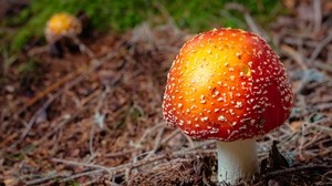 fly agaric, mushroom, autumn, foliage - wallpapers, picture