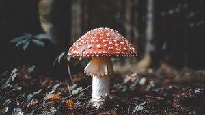 fly agaric, mushroom, toadstool, autumn, foliage - wallpapers, picture