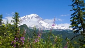 Parque Nacional Monte Rainier, flores, bosque, montañas