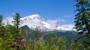 雷尼尔山国家公园，花卉，森林，山脉