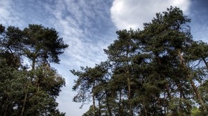 sky, clouds, pines, trees, crowns, conifers, aerial