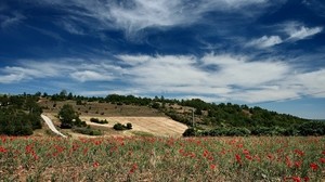 sky, field, clouds, light, poppies, clear
