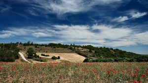 himmel, feld, wolken, lichtschein, mohnblumen