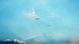 birds, silhouettes, flight, sky, clouds