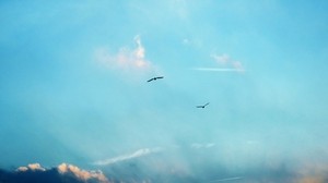 Vögel, Silhouetten, Flug, Himmel, Wolken