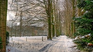 the netherlands, road, trees, alley, snow - wallpapers, picture